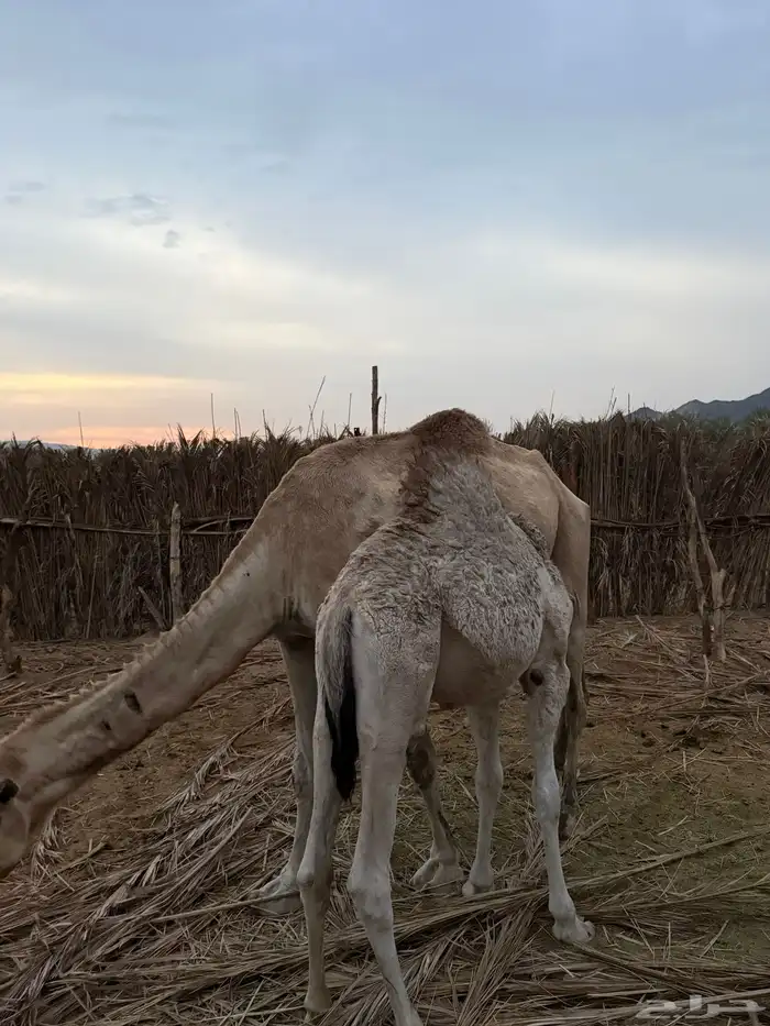 حاشي لباني 2