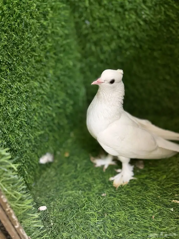 مجموعة ذكور زينه 21