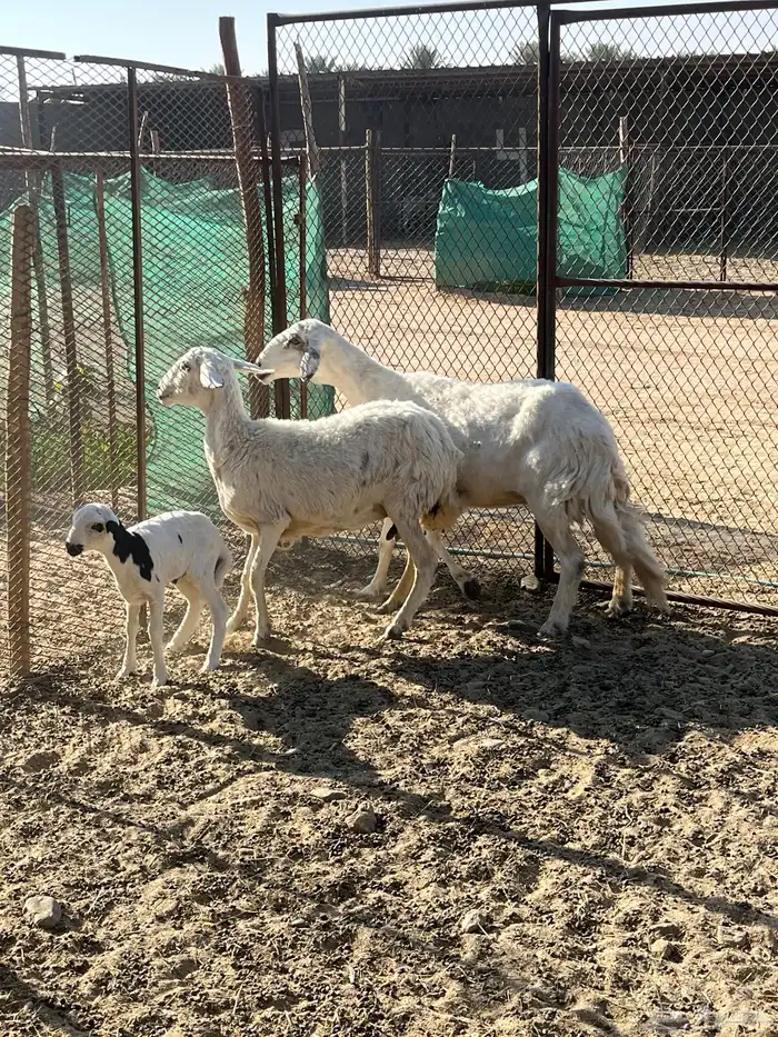 شاتين وحده والد وحده دافع 0