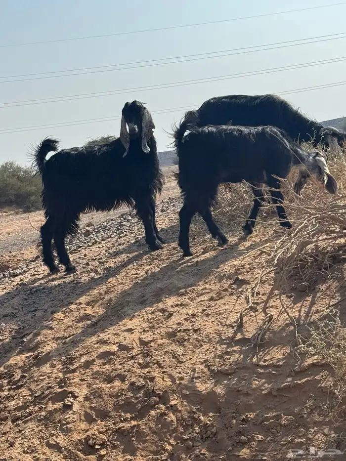 معزا مراح للبيع 2