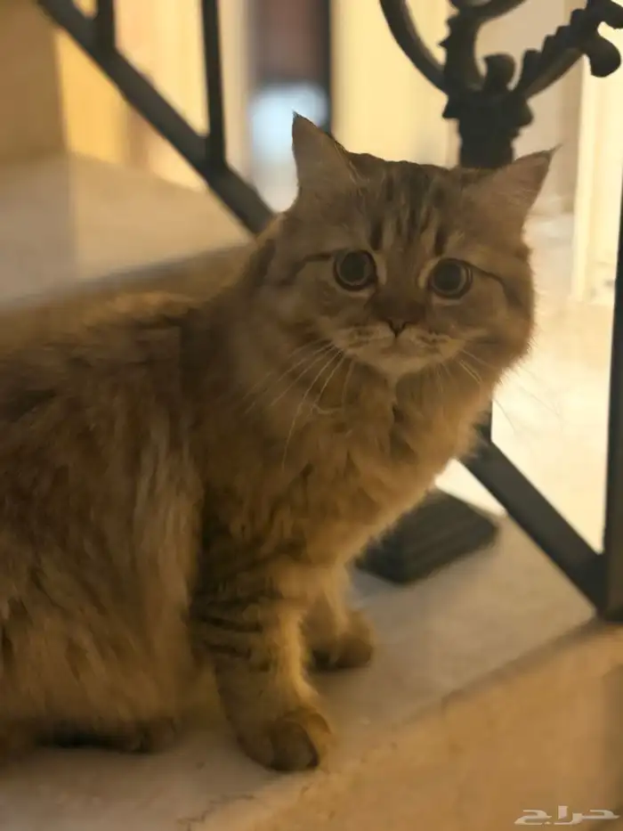 قطة صغيرة للتبني لظروف الابتعاث 2