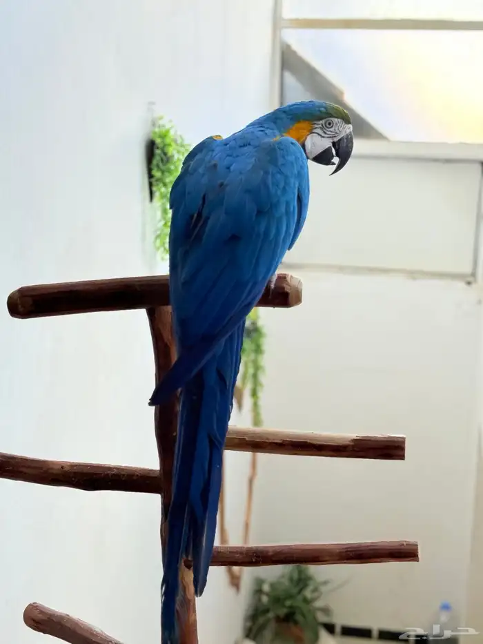 ببغاء مكاو اليف ولعوب ومتكلم 2