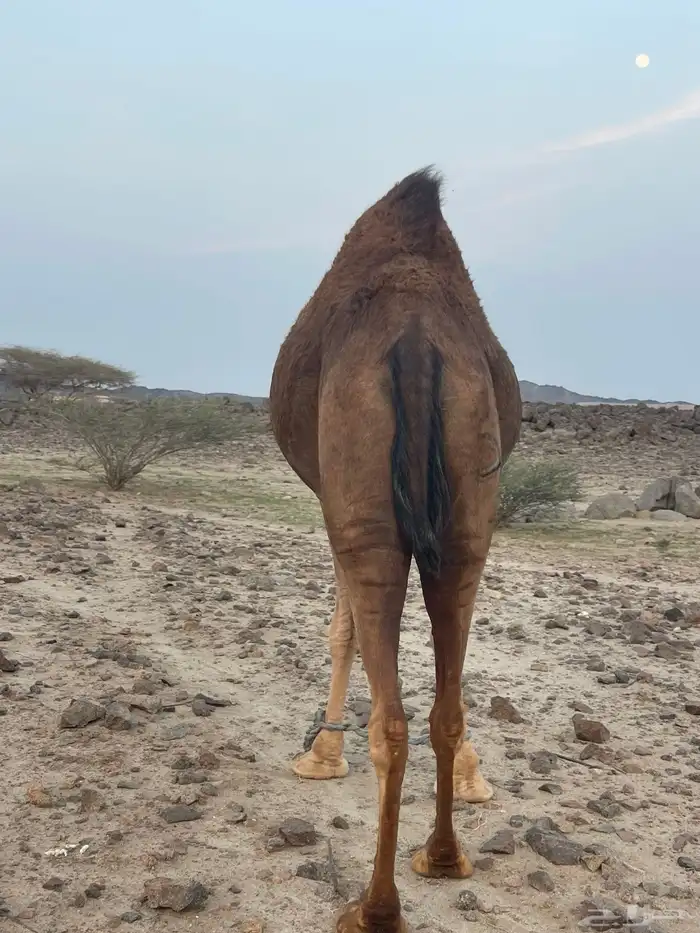 ناقة للجزارين 0