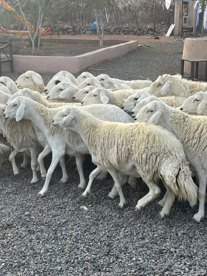 ضان حريات حرش صنف الصنف 66