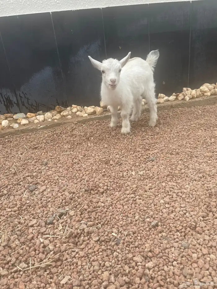 جفرة قزمي للبيع 1