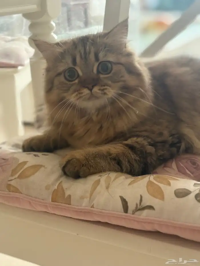 قطة صغيرة للتبني لظروف الابتعاث 3