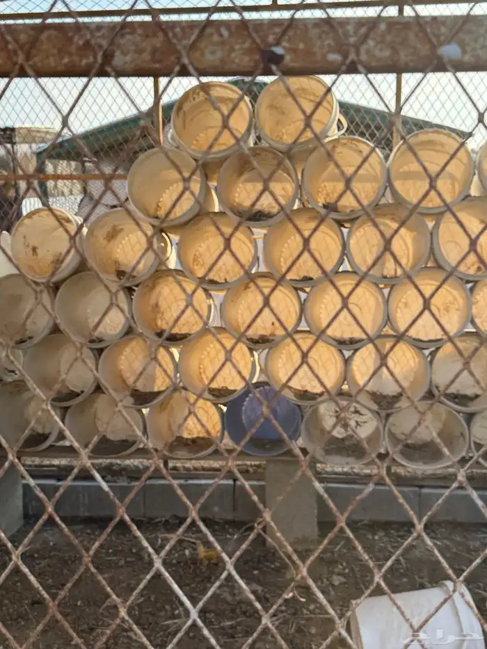 مشروع حمام فرنسي للتقبيل مزرعه 7