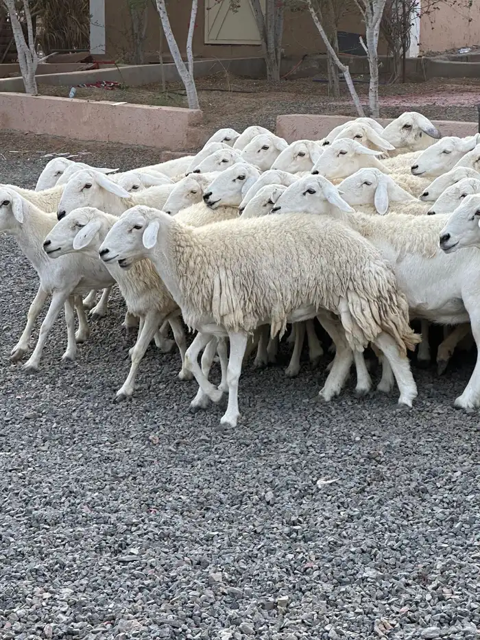 ضان حريات حرش صنف الصنف 68