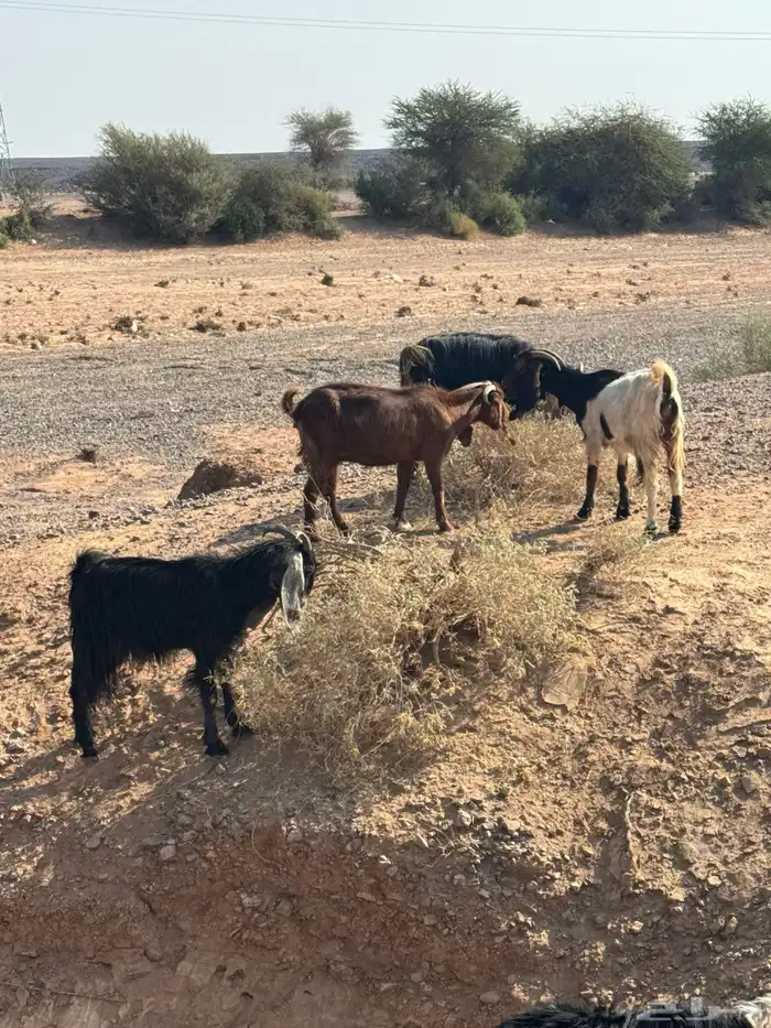 معزا مراح للبيع 7