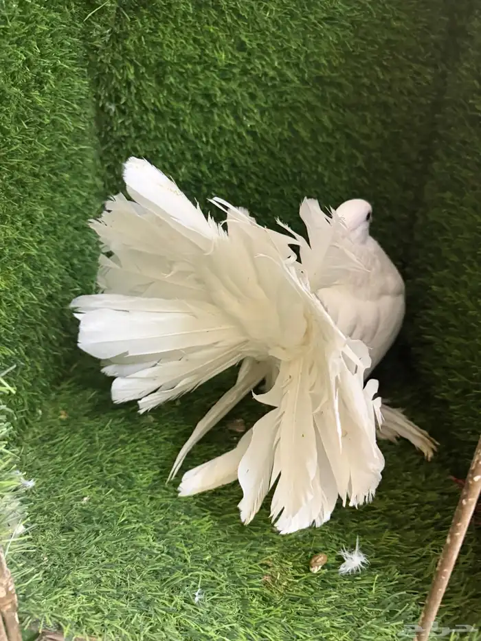 مجموعة ذكور زينه 4