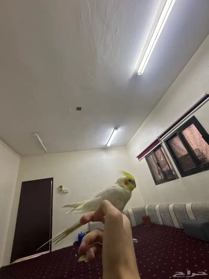 الي صامل يجي 2