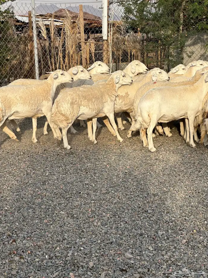 ضان حريات حرش صنف الصنف 44