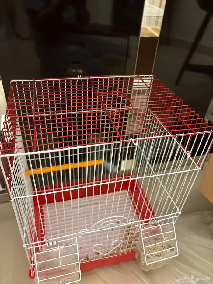 جوز عصافير روز 2