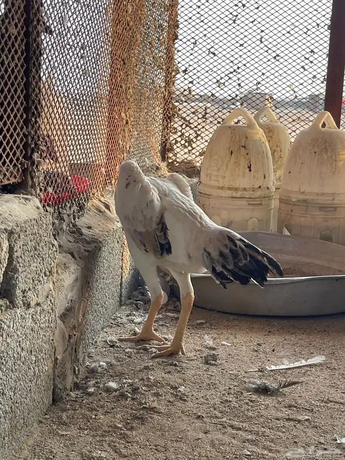 شامو ياباني فاخر 2