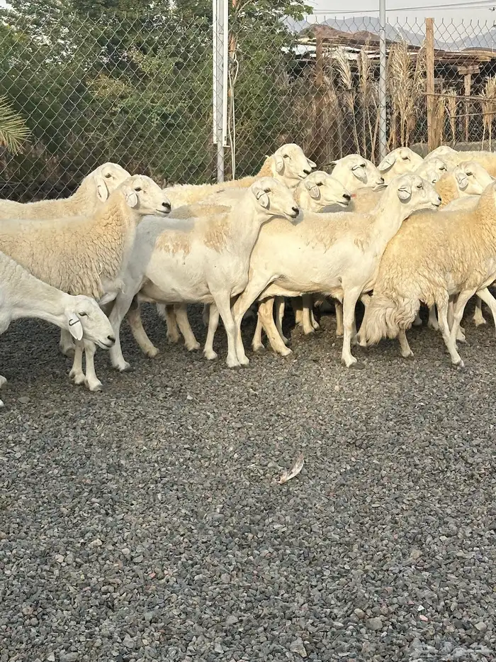 ضان حريات حرش صنف الصنف 5