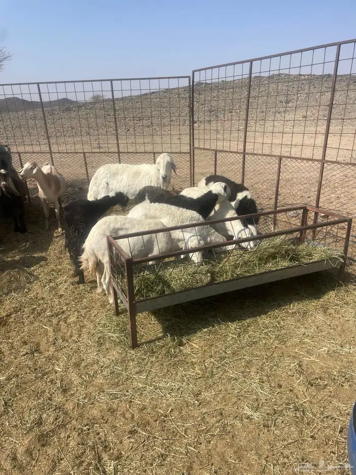 ضان مقنوي. 2