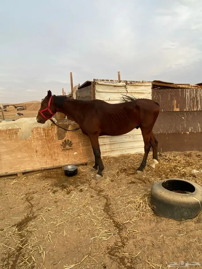 حصان انقليزي للبيع 3