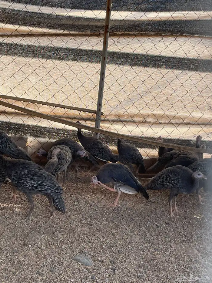 دجاج حبشي عمره 4 شهور 0