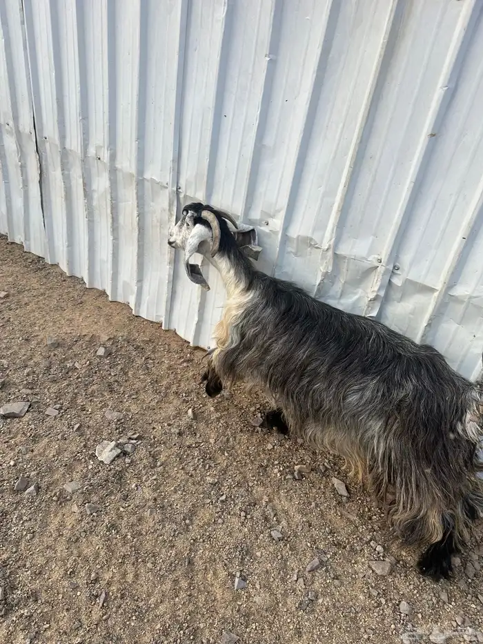 عنز خضرا مهي صغيره تحتها تيس 0