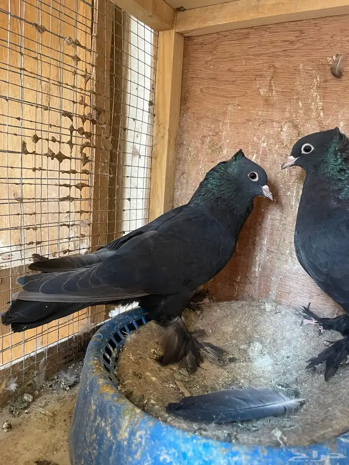 جوز حمام صنعاوي(( اسود )) 5