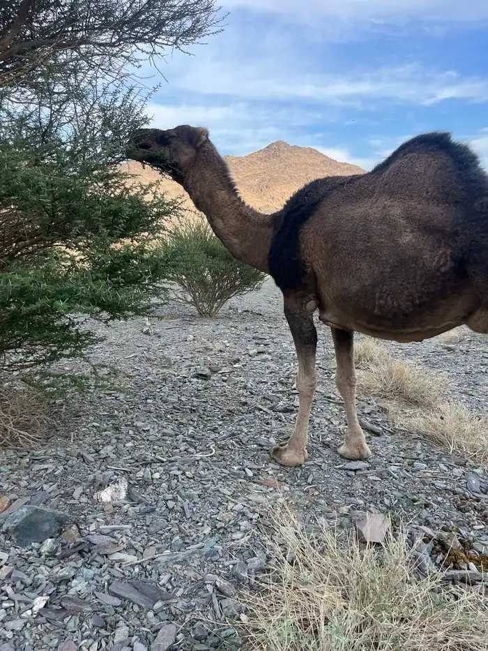 ناقه حمرا دهماء لقحه 0