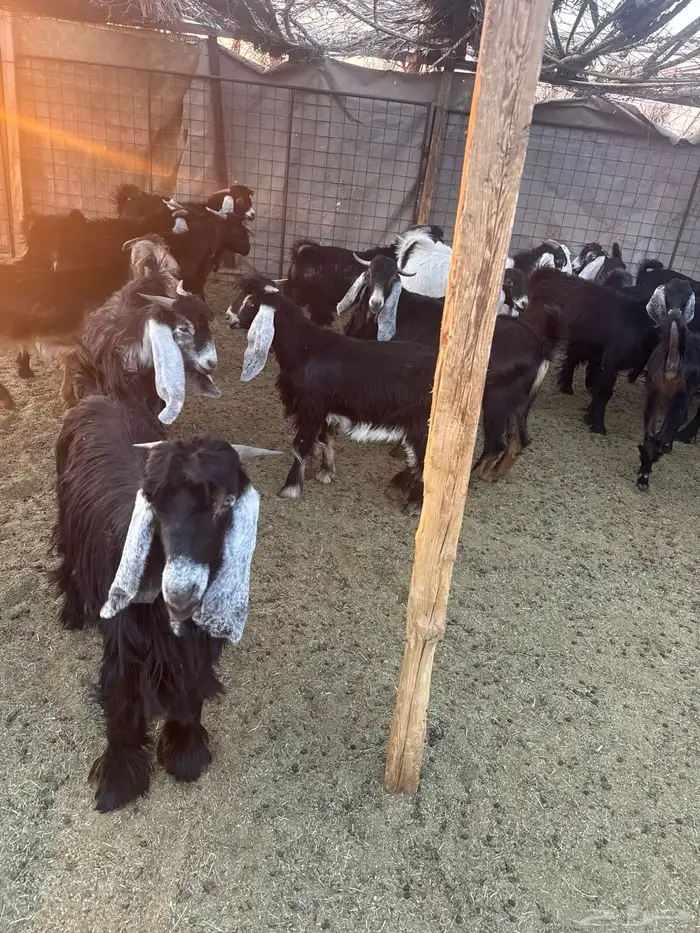 تيوس وجفار للبيع 2