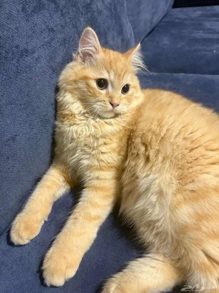 قط ذكر للتبني 1