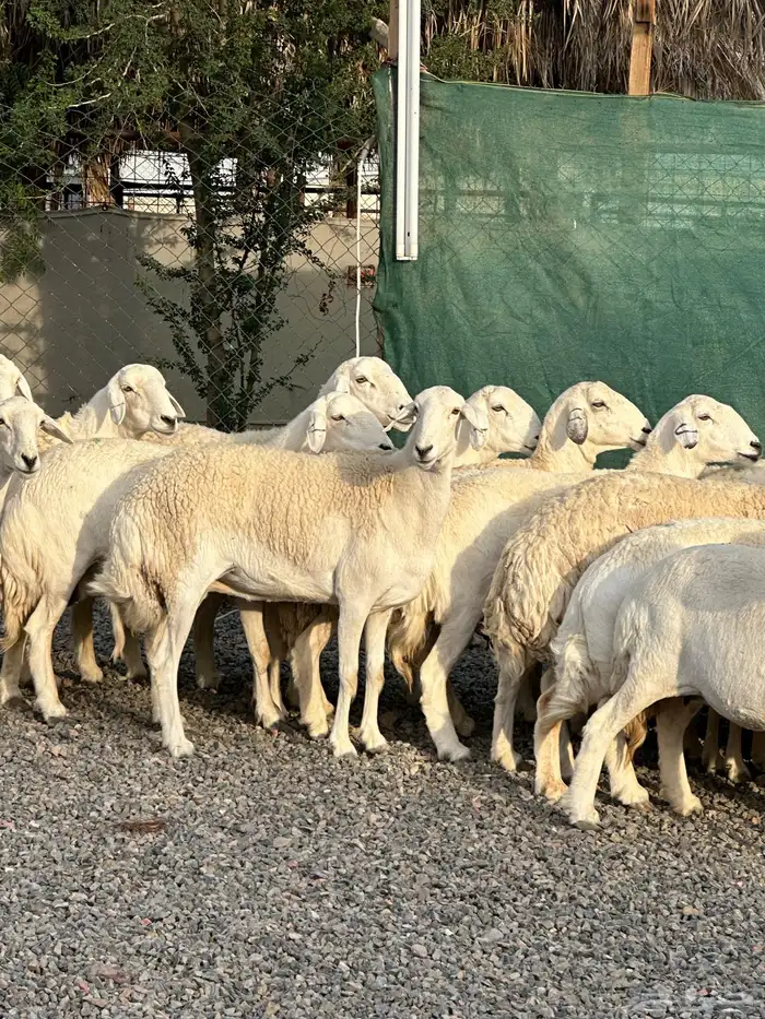 ضان حريات حرش صنف الصنف 34