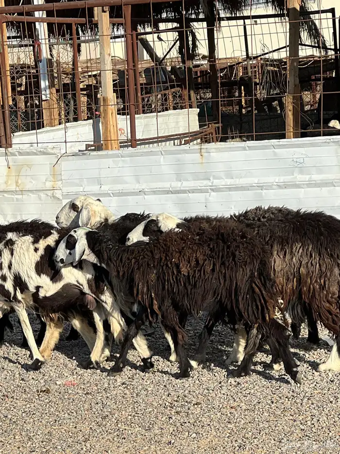 ضان نجد جروم ناهية 10معها 5 15