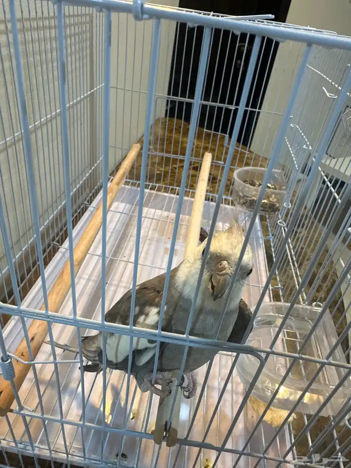 كروان هولندي ذكر   غير أليف الصحة ممتازه الحمدلله 3