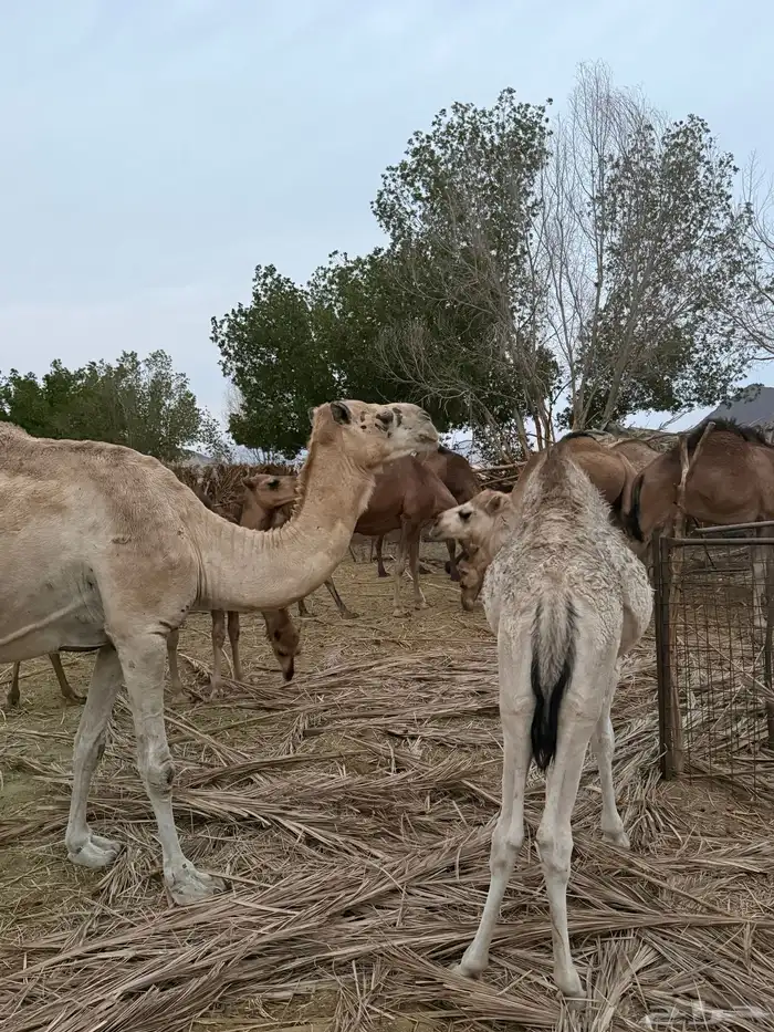 حاشي لباني 3