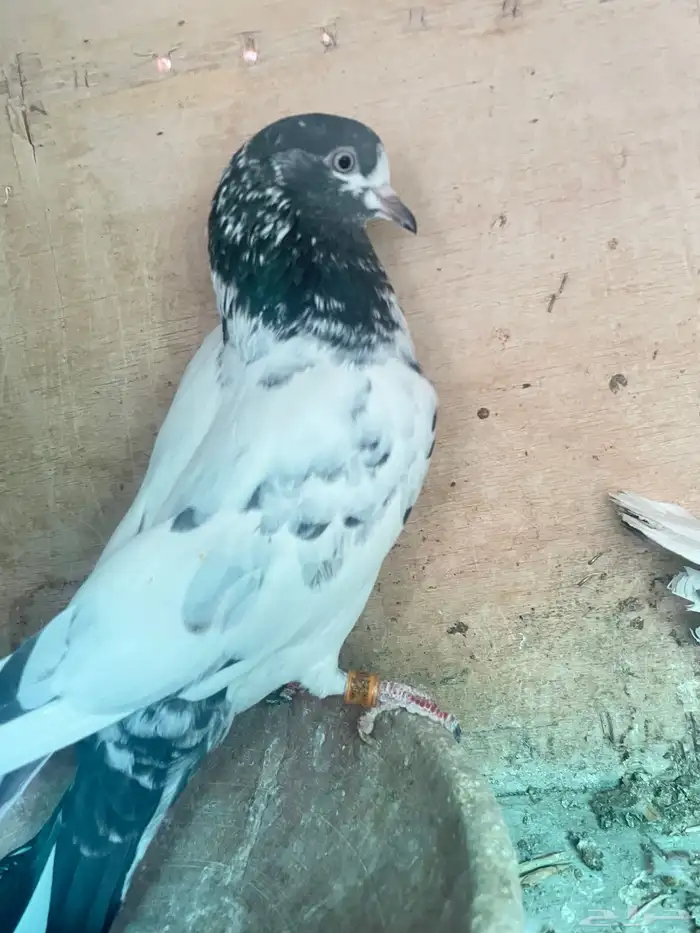 حمام بكستاني تيدي زوج 3