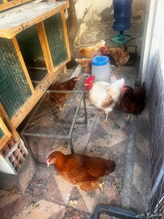 دجاج لوهمان عدد 8 حبات 0