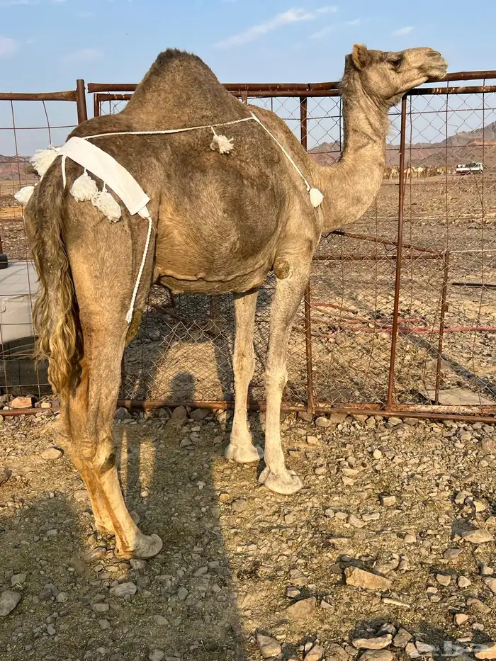 خلفه منيحه ب 8800 0