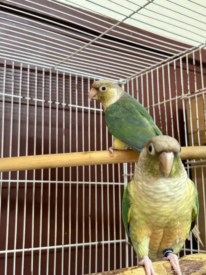 زوج كنيور سينمون تركواز منتج 1