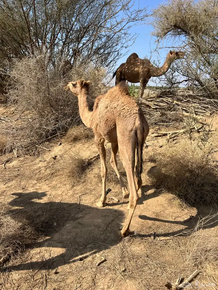 للبيع قعود ع حليب 4