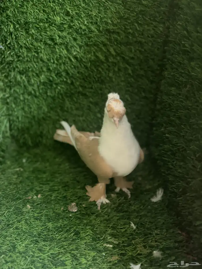 مجموعة ذكور زينه 13