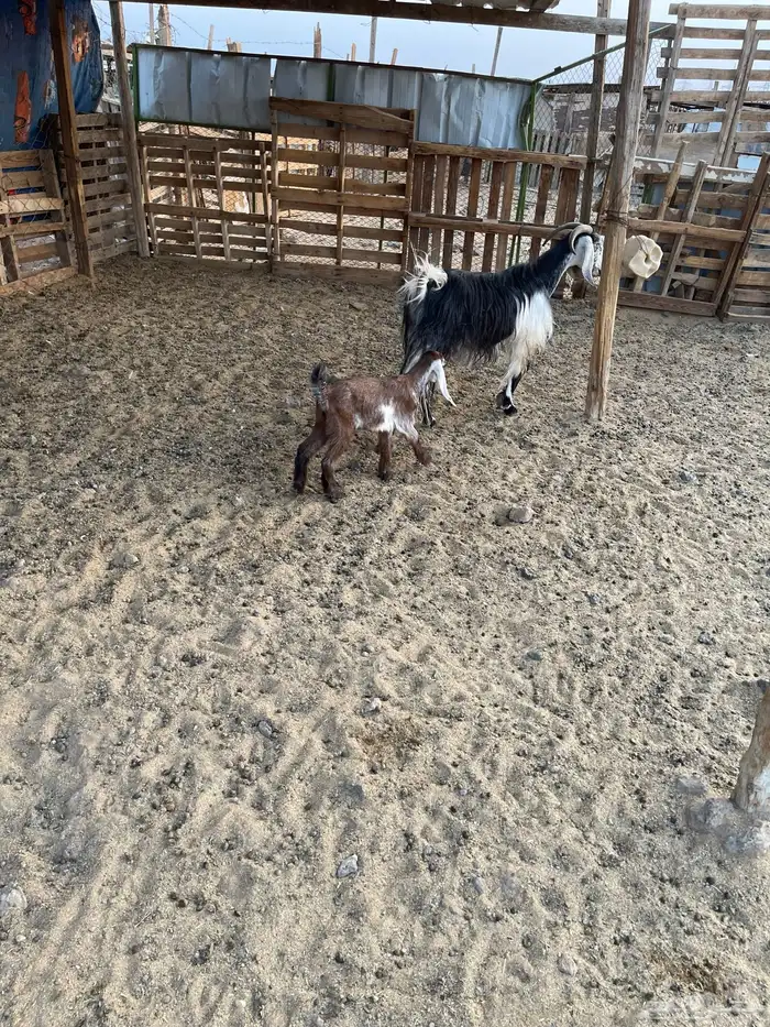 للبيع عنز معها جفره 0