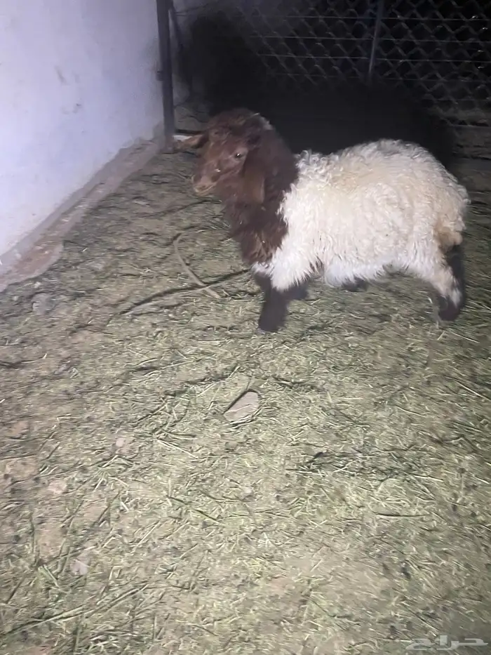 نعيمي للبيع 0