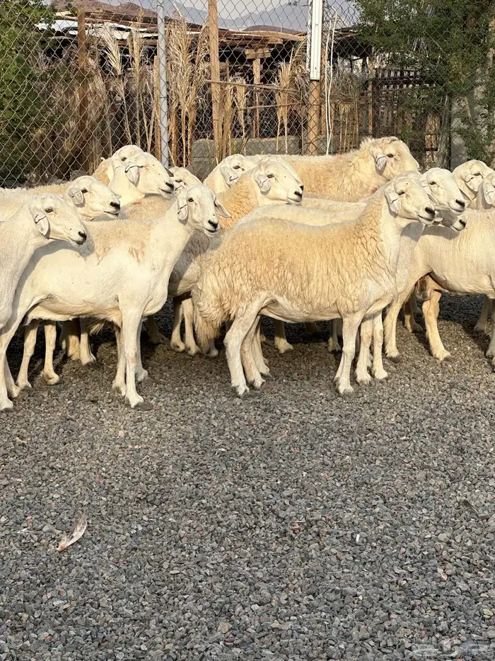 ضان حريات حرش صنف الصنف 13