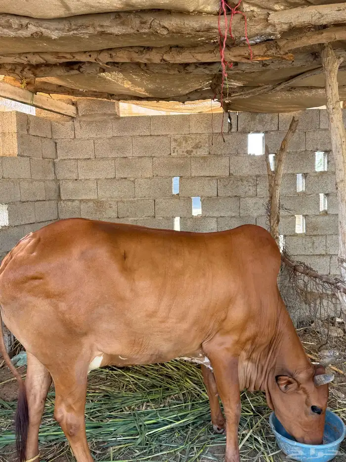 بقرة للبيع 1