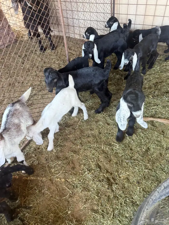 معزا ولد طيبه ونضيفه العدد 9. روس تحتها 18 9