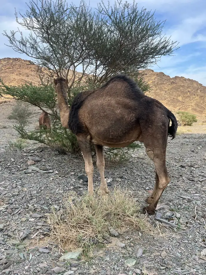 ناقه حمرا دهماء لقحه 13