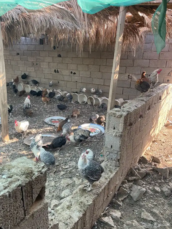 دجاج بياض فيومي وبلدي للبيع 3