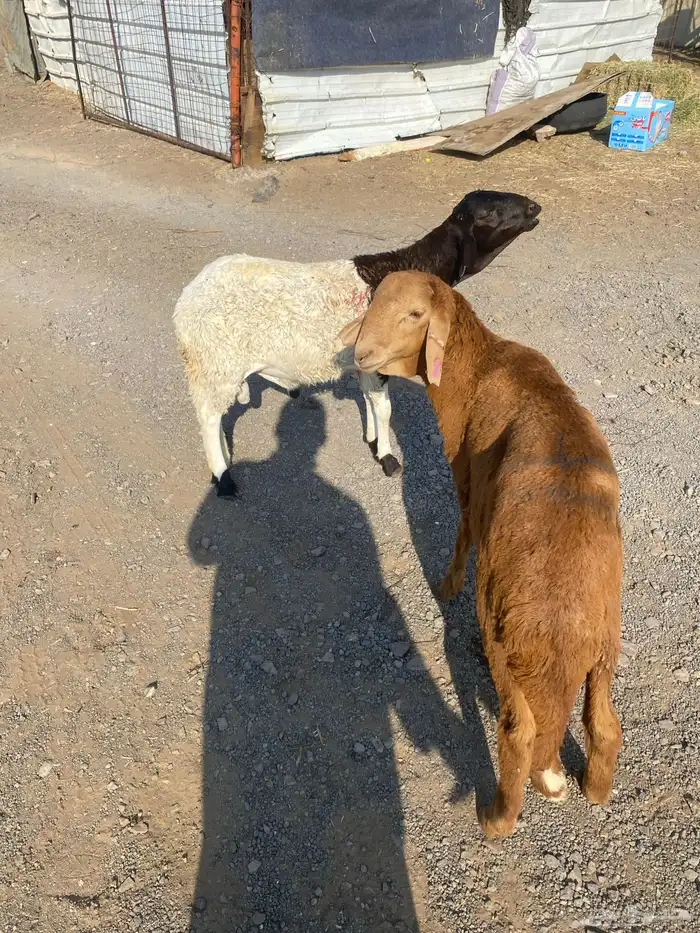 طليان سواكن مرابي 1