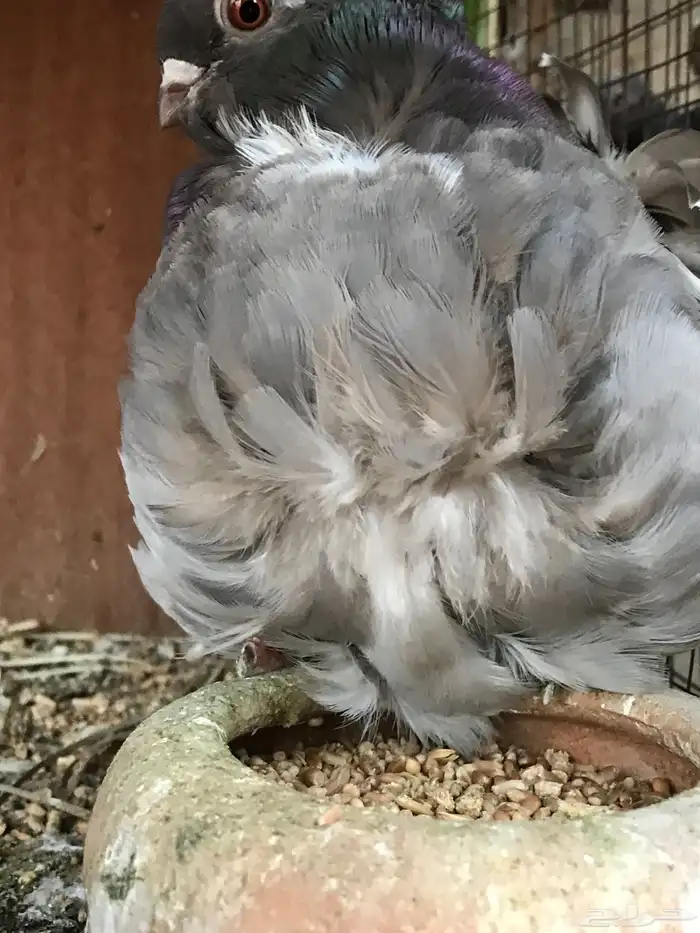 3 ازواج كشكش مستوى توب 4