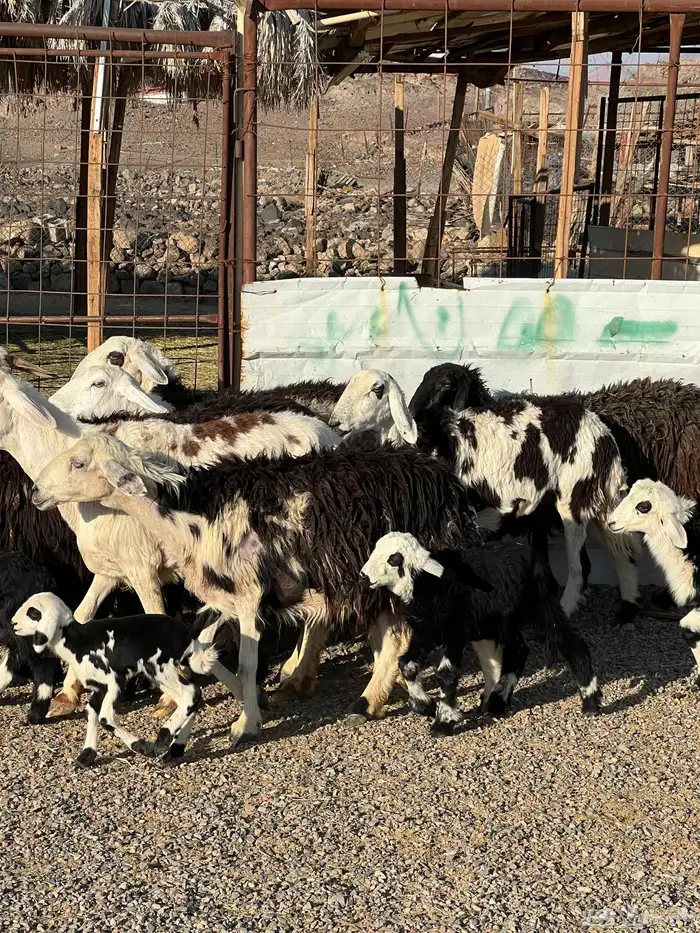 ضان نجد جروم ناهية 10معها 5 1