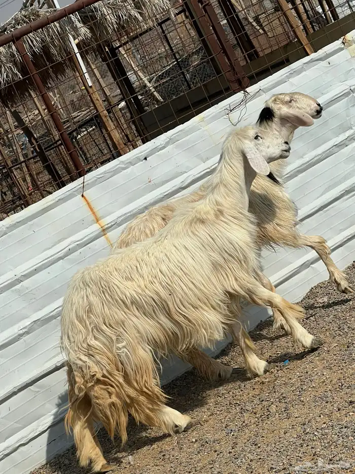 ضان عيسيات صنف الصنف جروم ناهيه 2