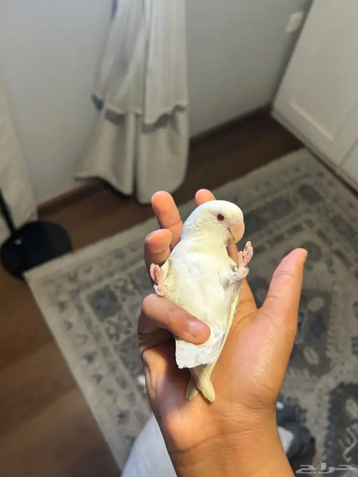 روز البينو 1