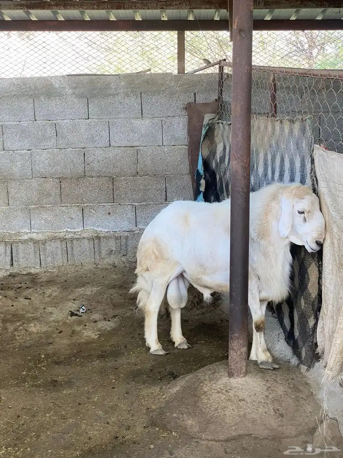 خروف فحل من حلال شهران 2